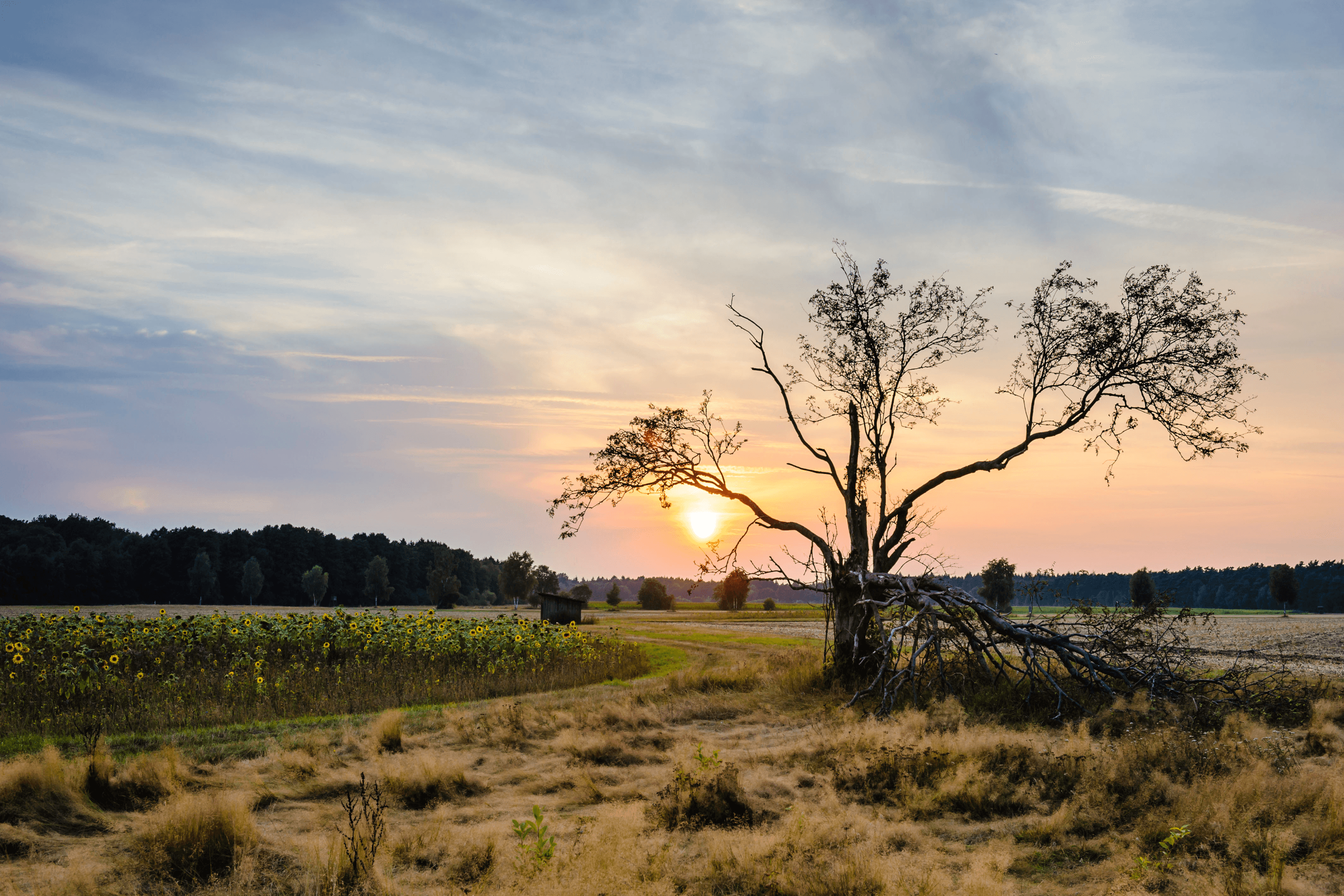 Wandern in der Lüneburger Heide