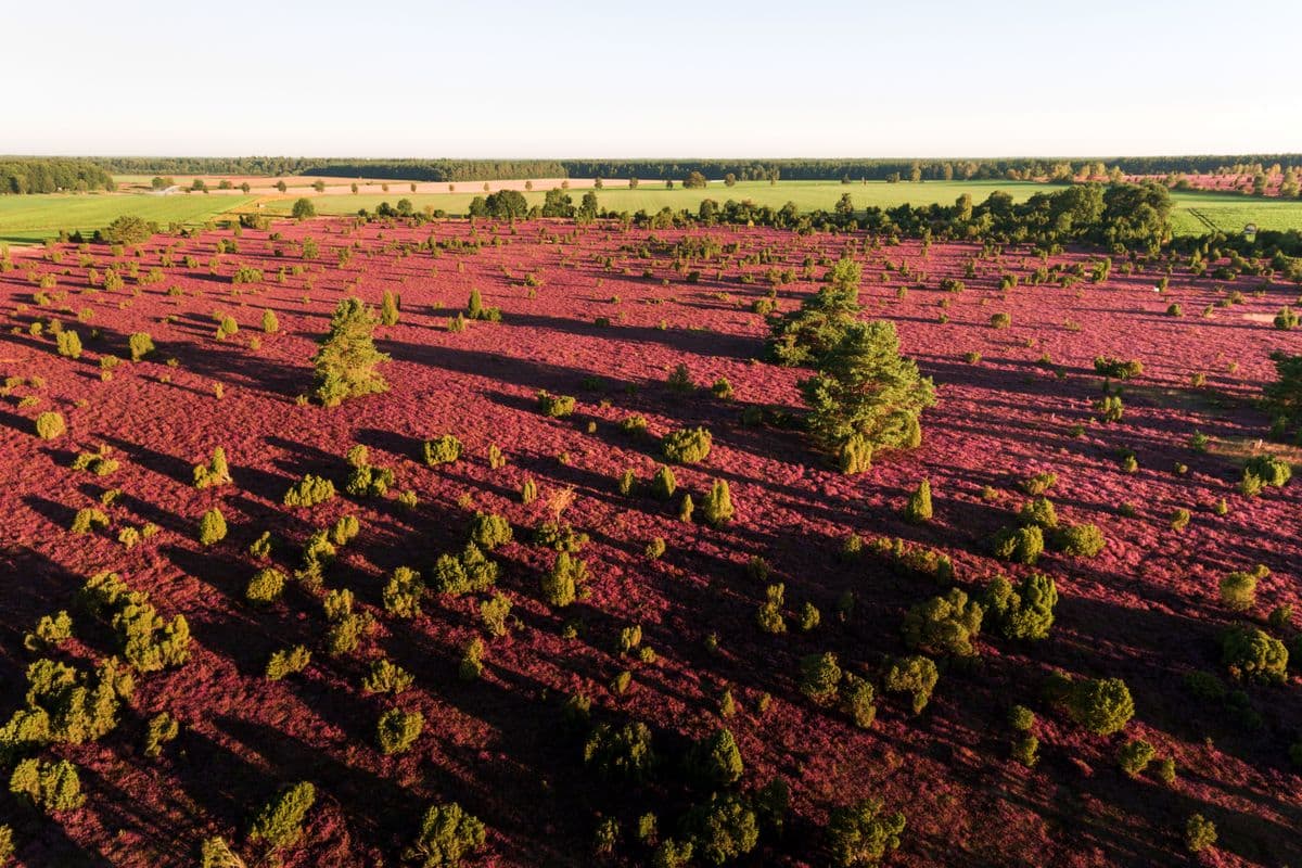 Wacholderwald Schmarbeck, Mueden, Drohne