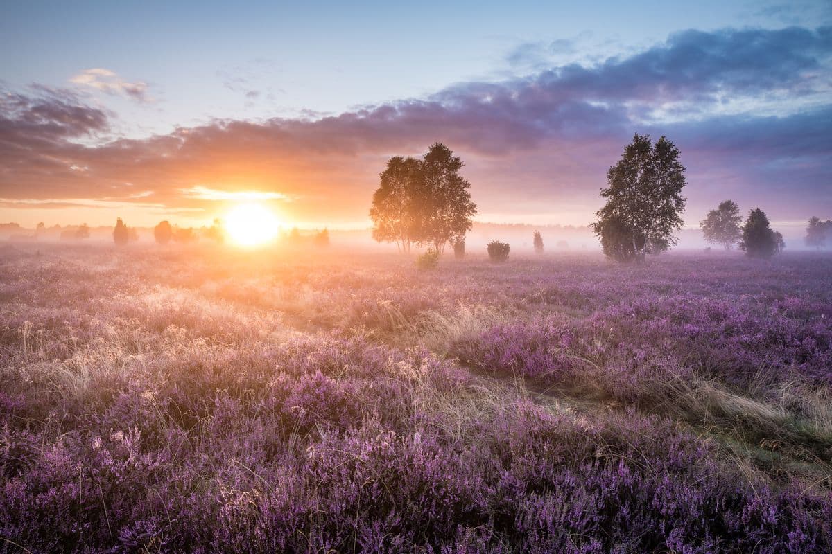 Wacholderwald Schmarbeck, Mueden (Oertze), traumhafter Sonnenuntergang