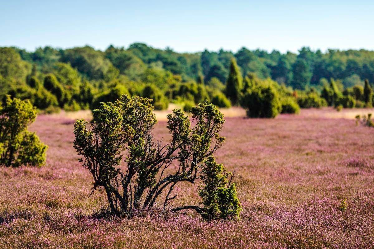 Wacholderwald Schmarbeck, Mueden (Oertze), Naturschutz