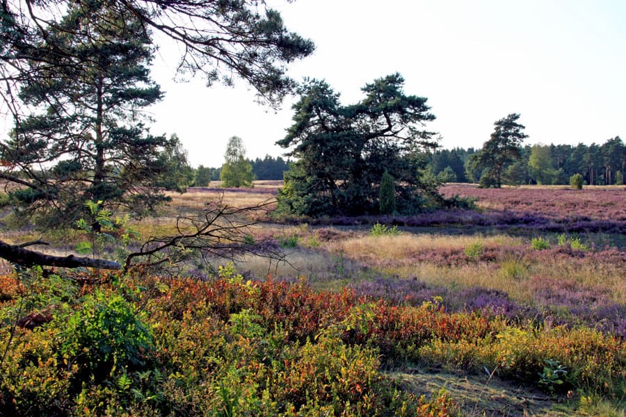 Büsenbachtal,Handeloh,Lüneburger,Heide,