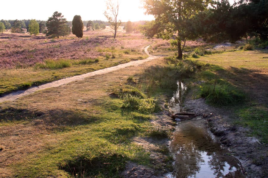 Büsenbachtal,Handeloh,Lüneburger,Heide,