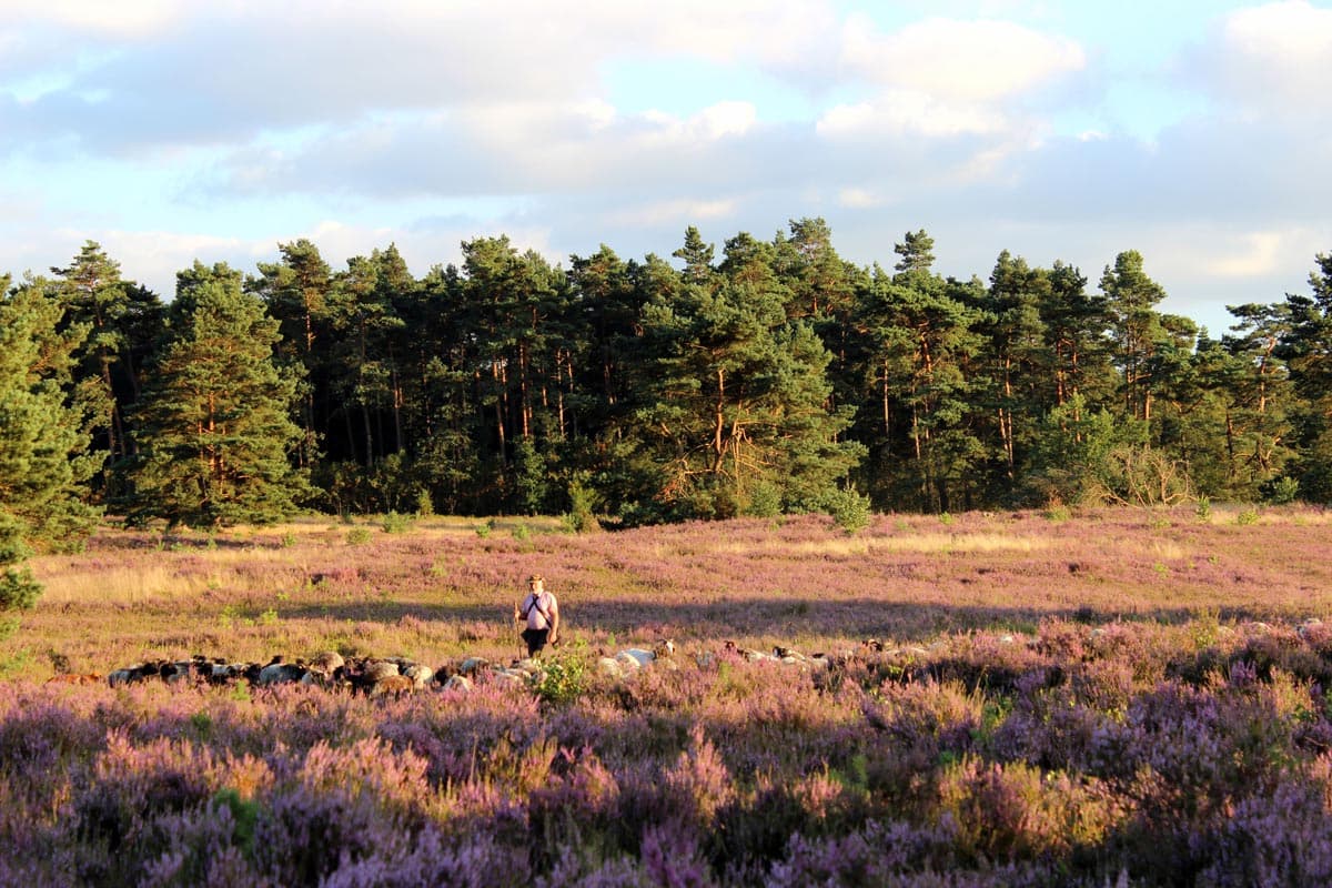 Büsenbachtal Handeloh Schäfer mit Heidschnucken