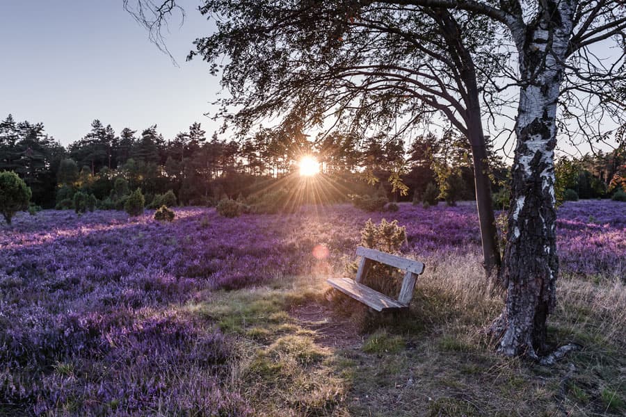 Die Misselhorner Heide liegt in der Südheide bei Hermannsburg in der Lüneburger Heide