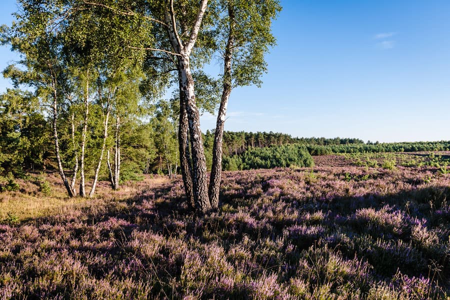 Die Misselhorner Heide liegt in der Südheide bei Hermannsburg in der Lüneburger Heide