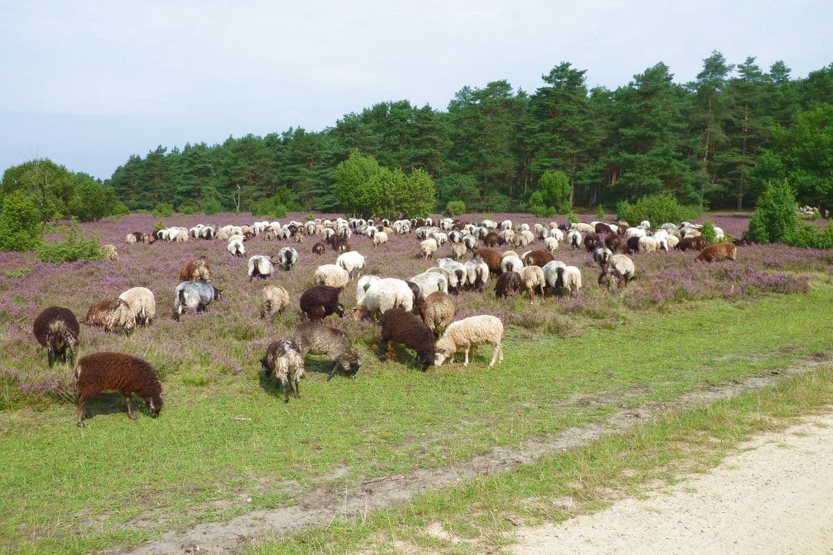 Heidschnucken auf der Misselhorner Heide, Hermannsburg, Naturpark Südheide