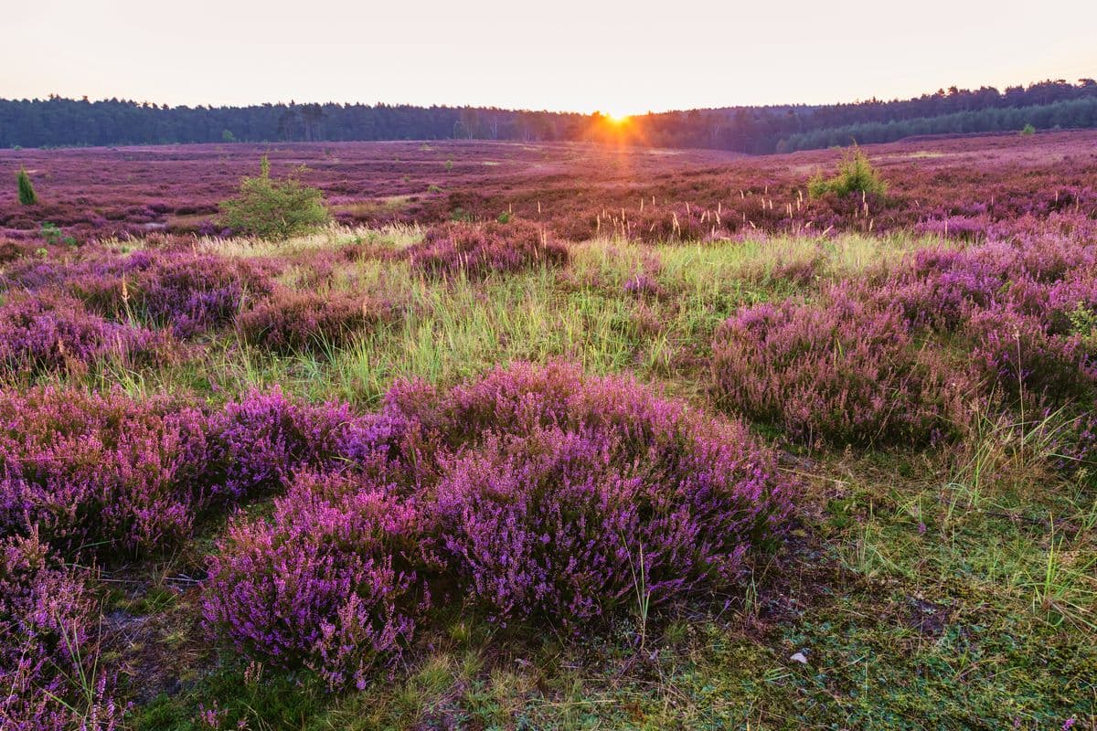 Sonnenuntergang am Eicksberg, Misselhorner Heide