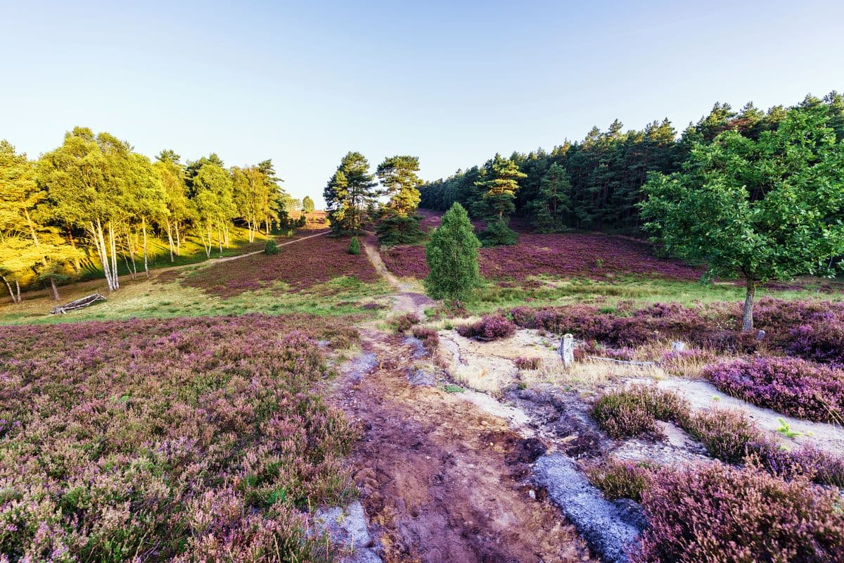 Das Tiefental an der Misselhorner Heide, Hermannsburg, Naturpark Südheide