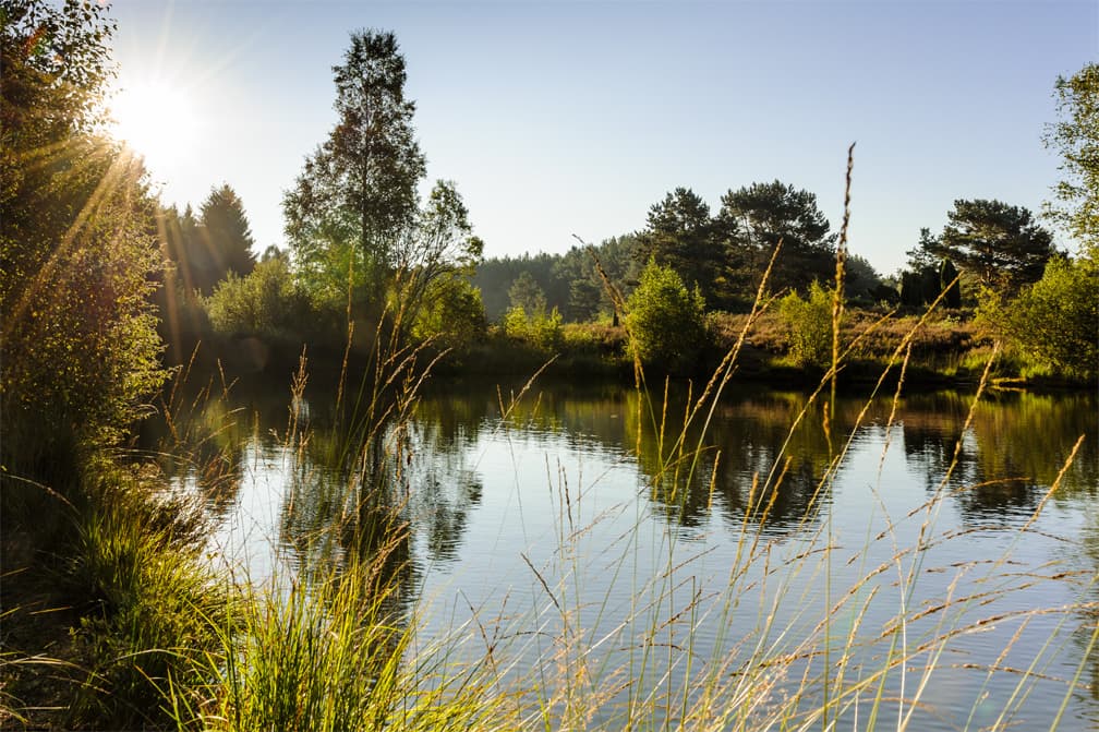 Angelbecksteich bei Hermannsburg