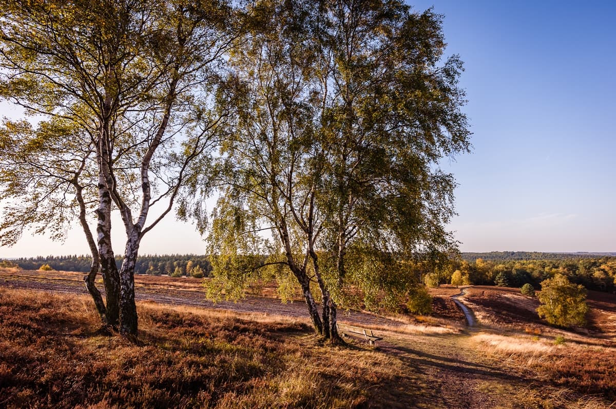 Im Herbst werden die Bäume am Brunsberg bunt Heidschnuckenweg Wandern
