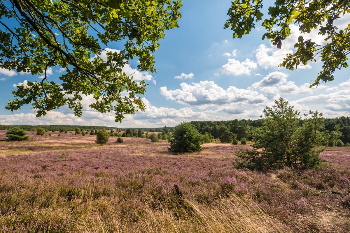 Weseler Heide bei Undeloh
