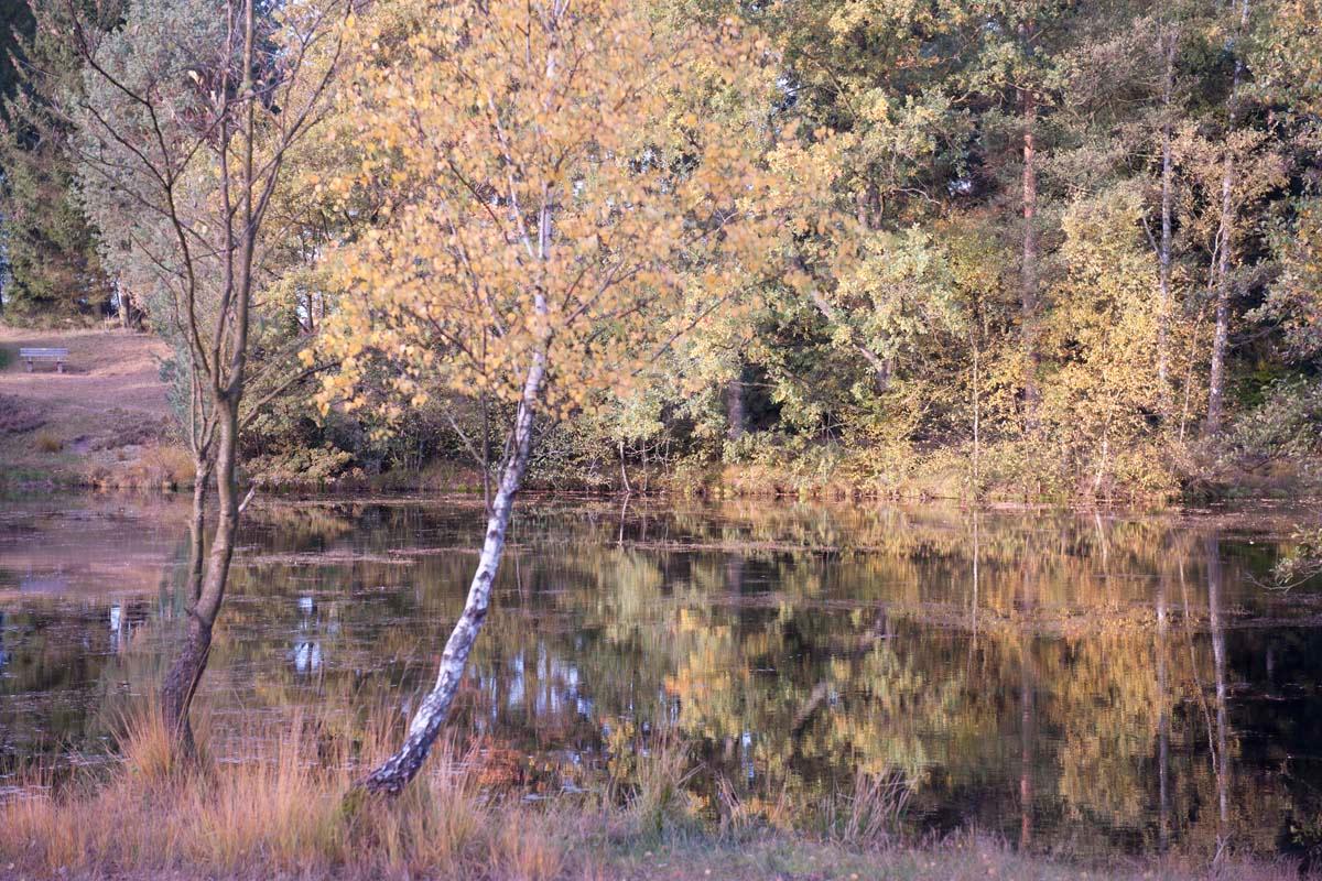 Weseler Heide bei Undeloh im Herbst