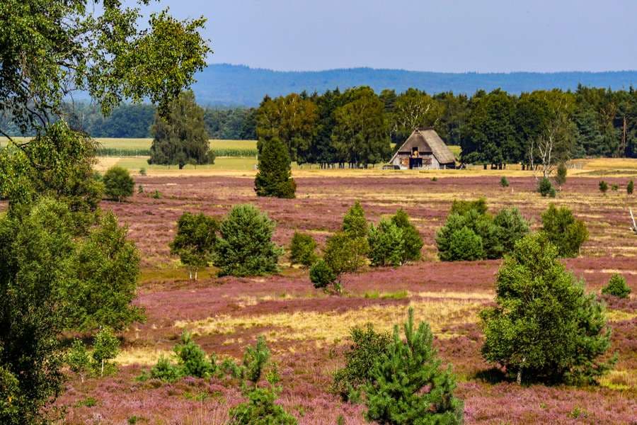 Ein deutlich lila Teppich ist zu erkennen. Den Schafstall bei Wesel im Hintergrund.