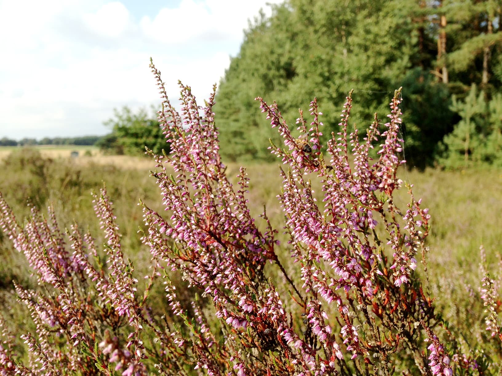 Dröge Heide Handeloh heideblüte