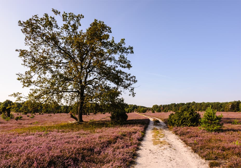 Oberoher Heide bei Müden Heideblüte Heidschnuckenweg wandern Wanderweg