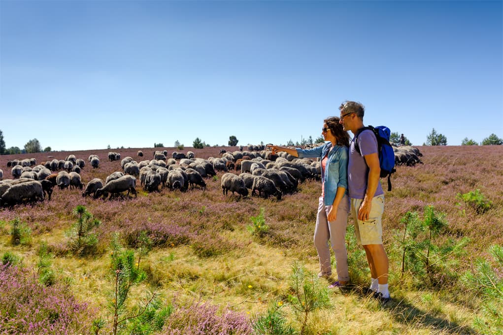 Oberoher Heide bei Müden Heidschnucken Wanderweg Wandern