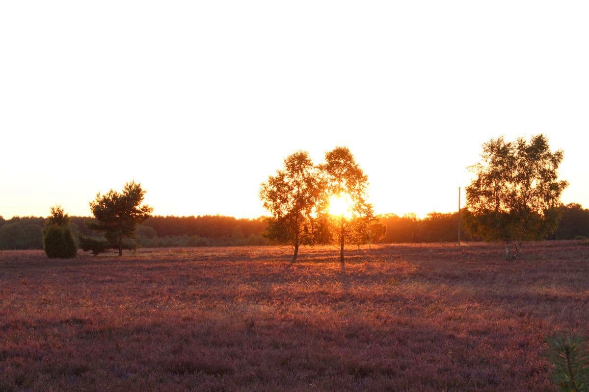 Sonnenuntergang Große Heide, bei Müden (Örtze), Hermannsburg, Naturpark Südheide