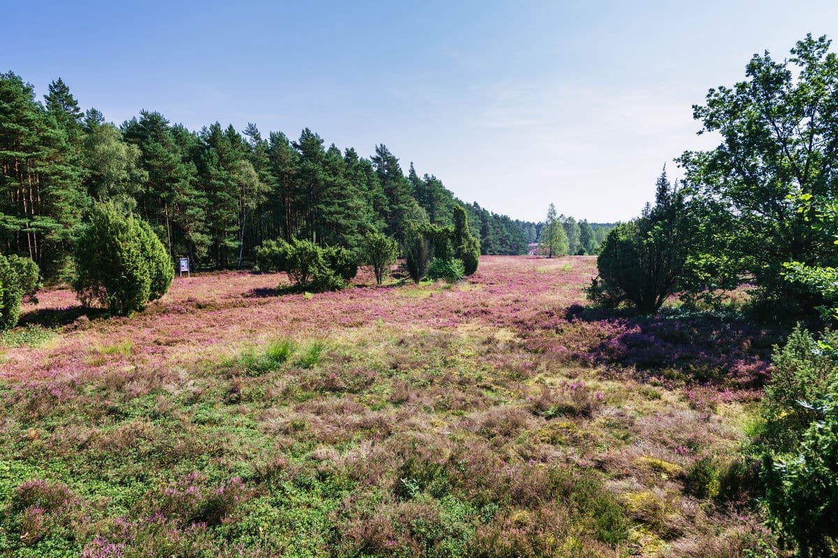 Heidefläche am Schillohsberg, Unterlüss, Naturpark Südheide