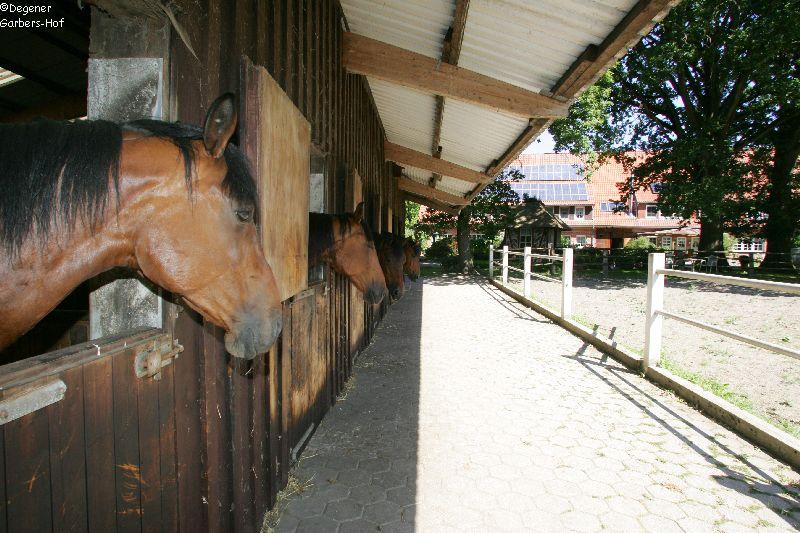 Ferienwohnung Garbers-Hof Pferde