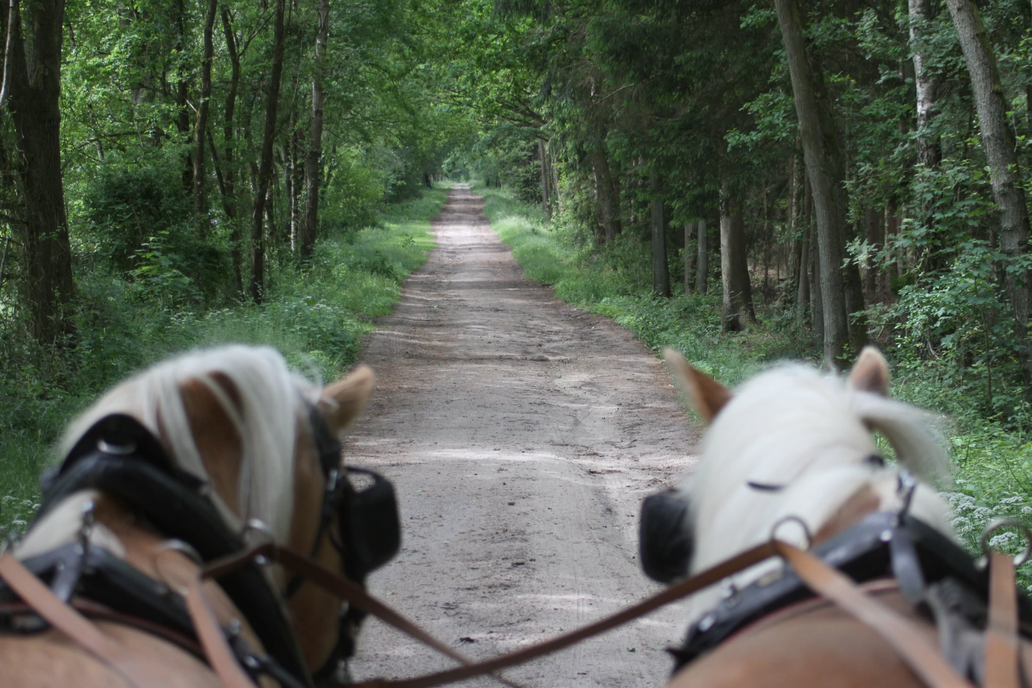 stetig bergann geht es zur Heidehöchfläche auf 109 Meter - die Landschaft ist abwechslungsreich und führt zunächst durch einen stattlichen Kiefernwald