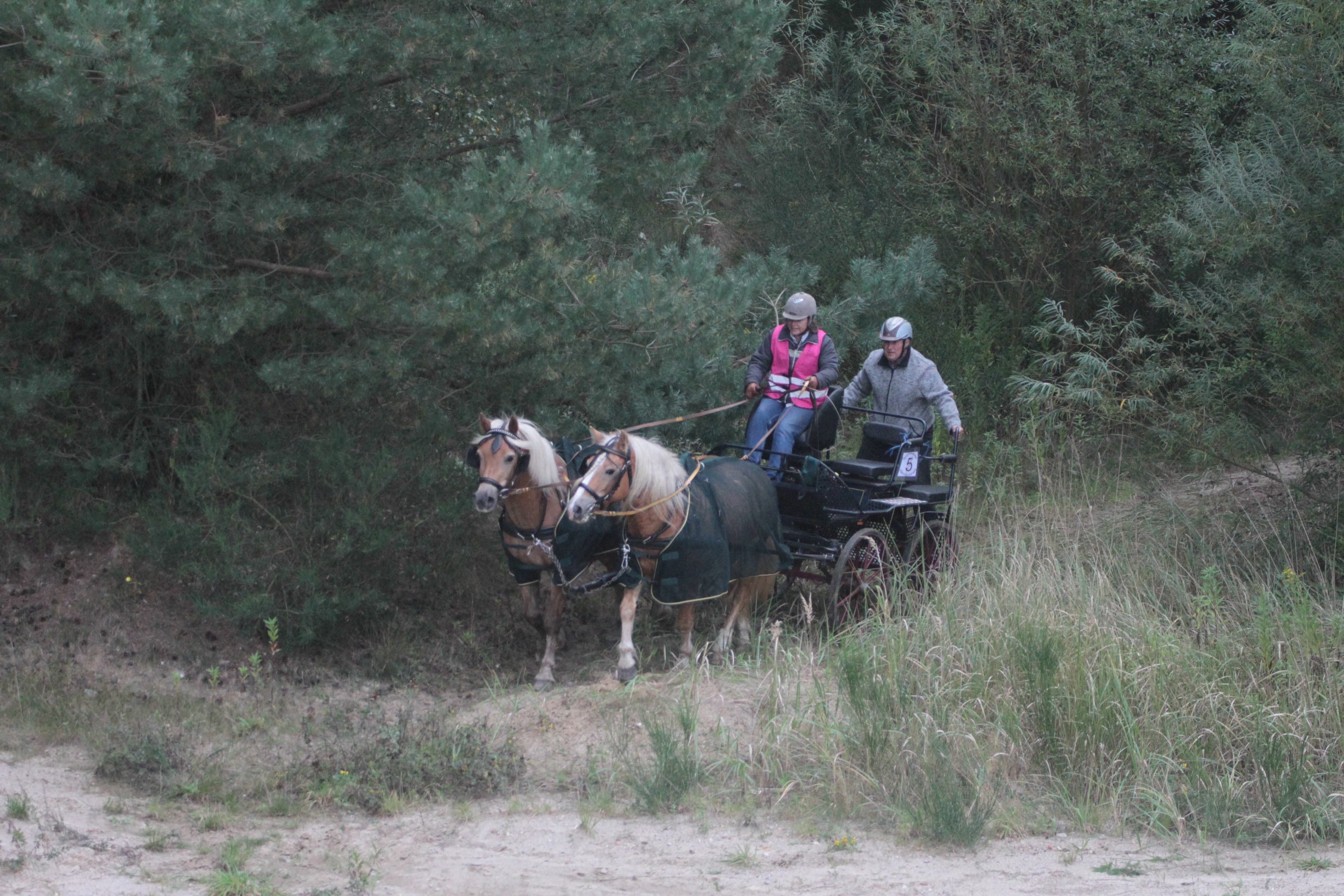 auch die Pferde brauchen Abwechslung - das Naturschutzgebiet Lüneburger Heide hat tolle Traininsstrecken