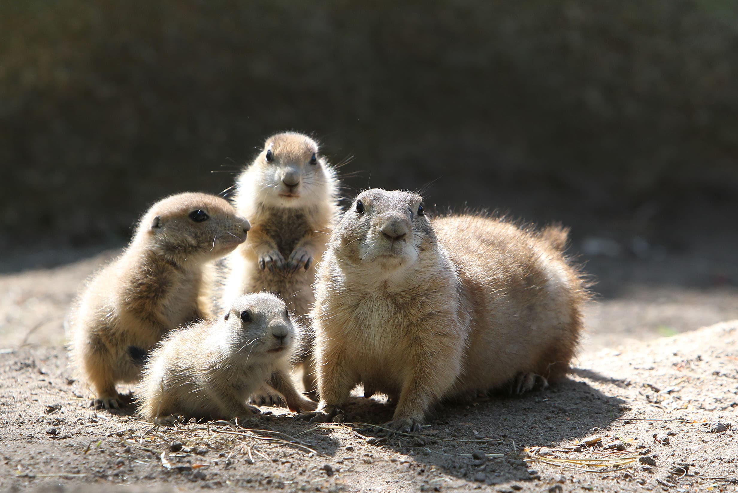 Wildpark Lüneburger Heide hat PräriehundeLüneburg Heath Wildlife Park has prairie dogsLüneburg Heath Wildlife Park har præriehundeWildpark Lüneburger Heide heeft prairiehonden
