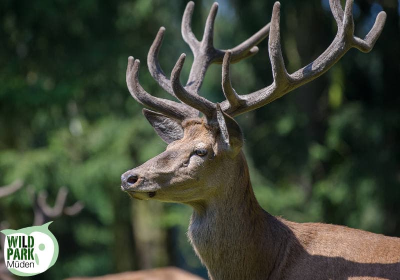 wildpark mueden oertze, naturpark suedheide, lueneburger heide