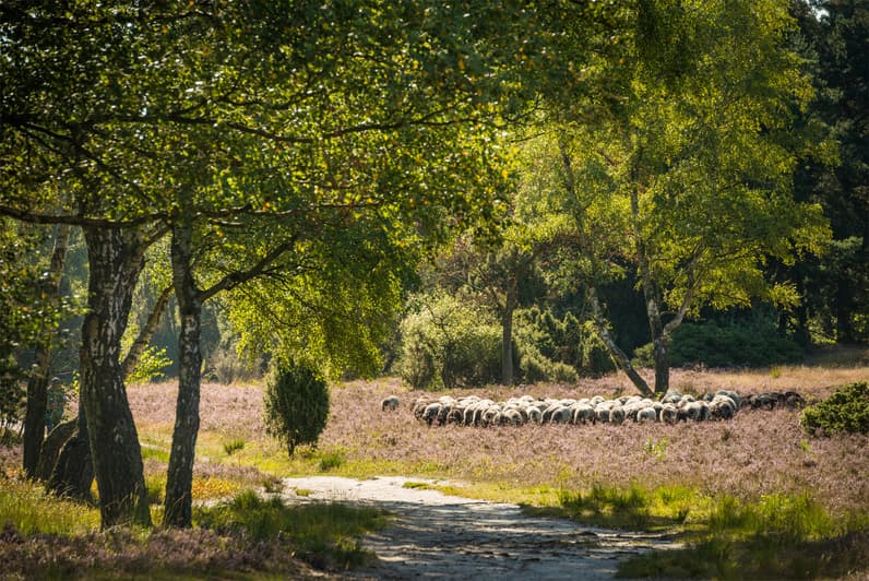 Handeloh: Café im Schafstall