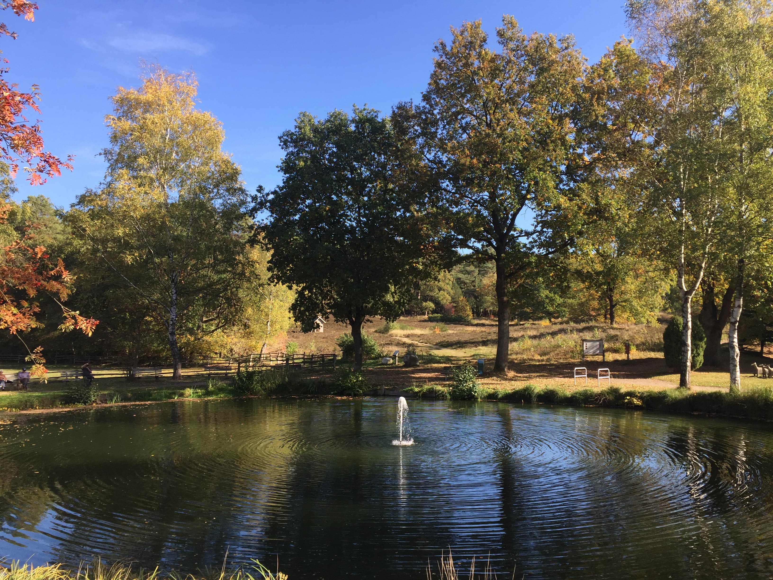 Dorfteich der Ferienwohnung Garbers-Hof in Undeloh