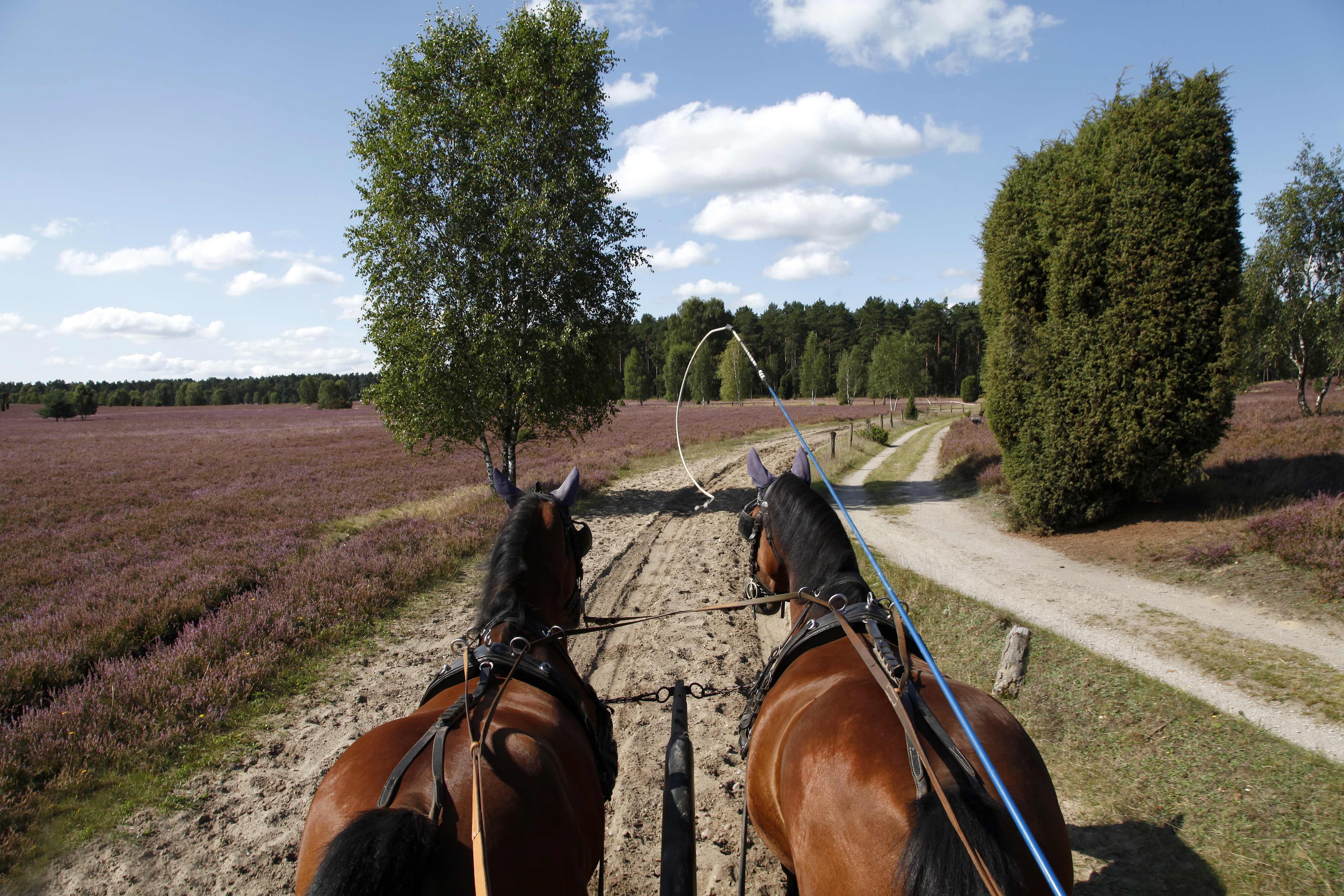 Heidekutschfahrt bei dem Reiter- und Ferienhof Cohrs in BispingenHeath carriage ride at the Cohrs riding and vacation farm in BispingenHedevognskørsel på Cohrs ride- og feriegård i BispingenHeide koets rijden op de Cohrs manege en vakantieboerderij in Bispingen