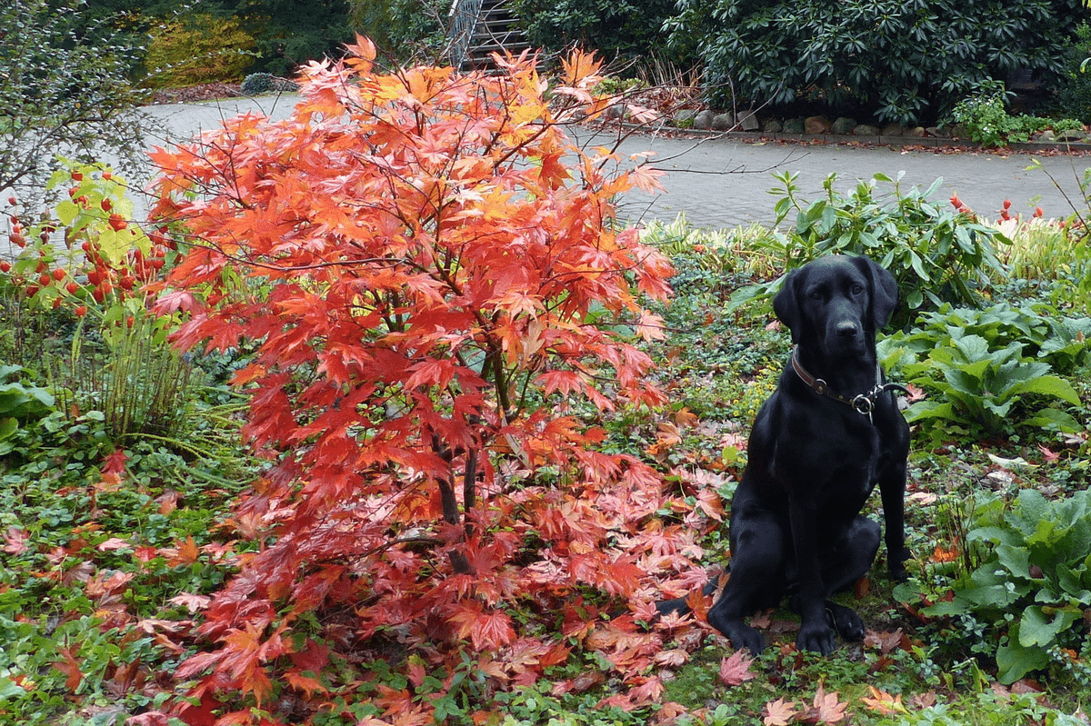 Garten des Forstgut Stübeckshorn
