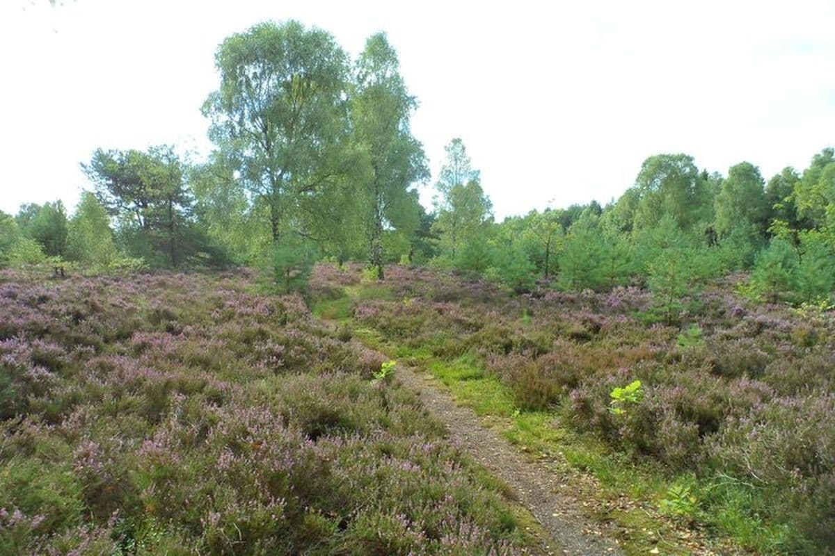 Ferienwohnung Garmatter, Hermannsburg, Naturpark Südheide