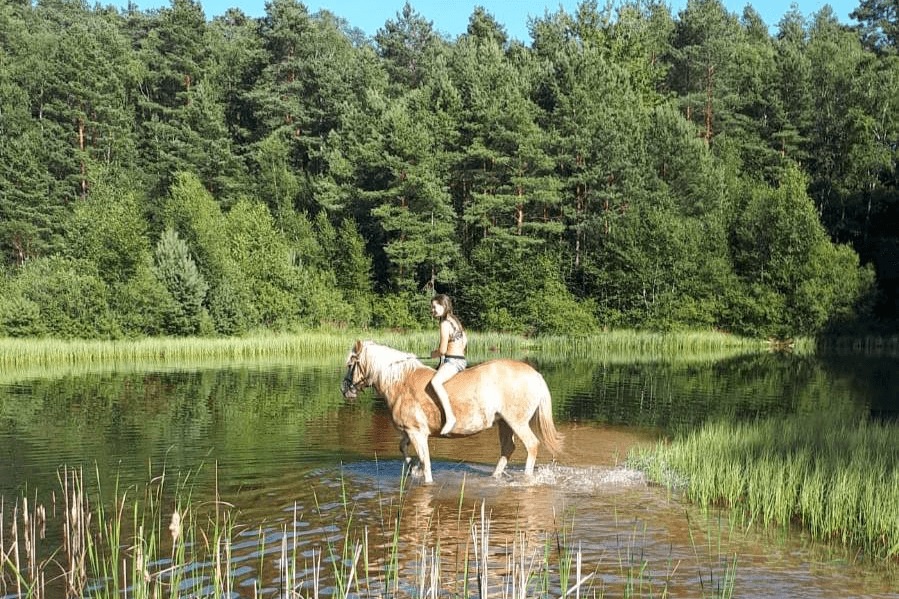Pferde auf dem Schröderhof Unterlüß