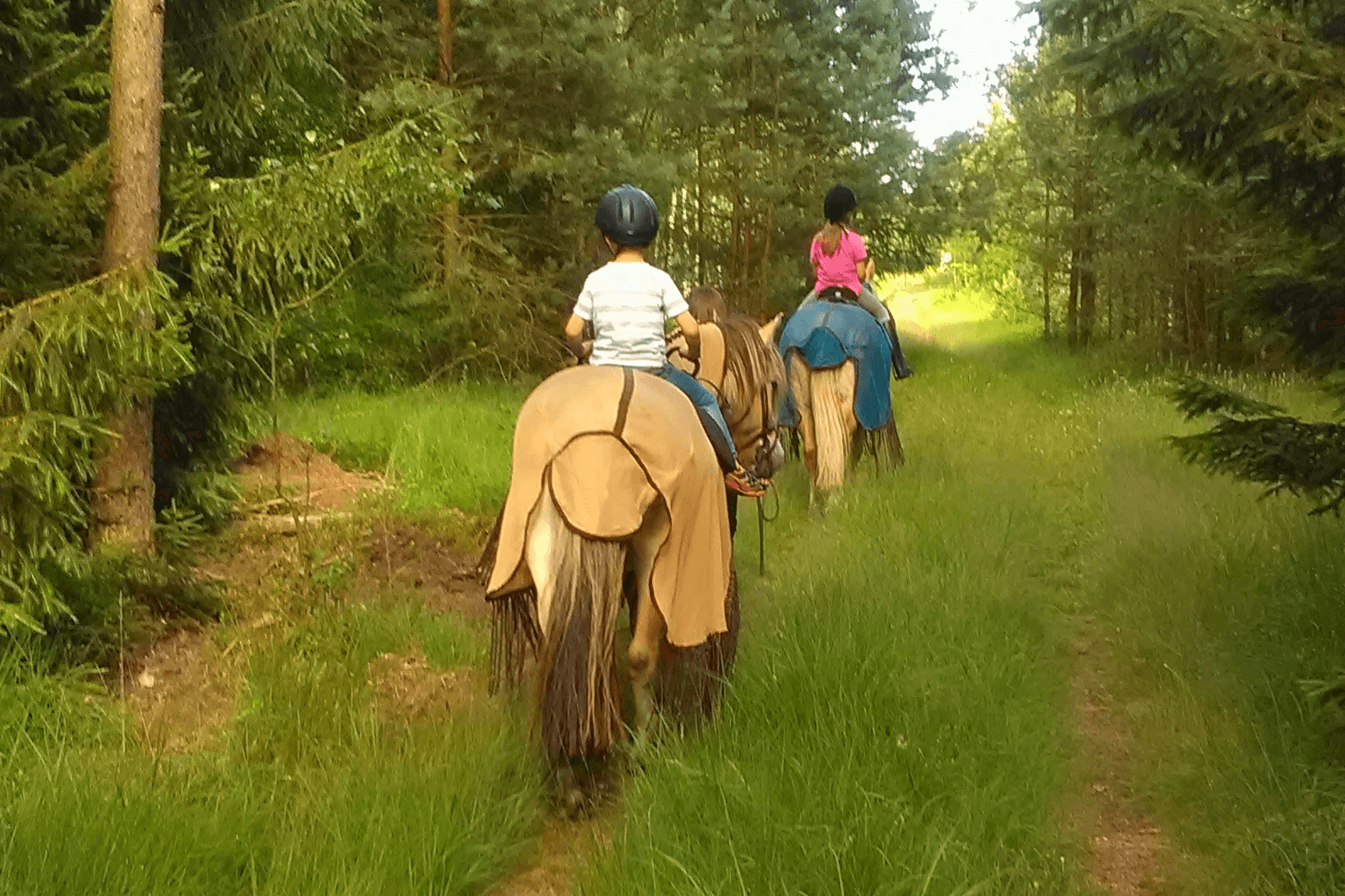 Pferde auf dem Schröderhof Unterlüß