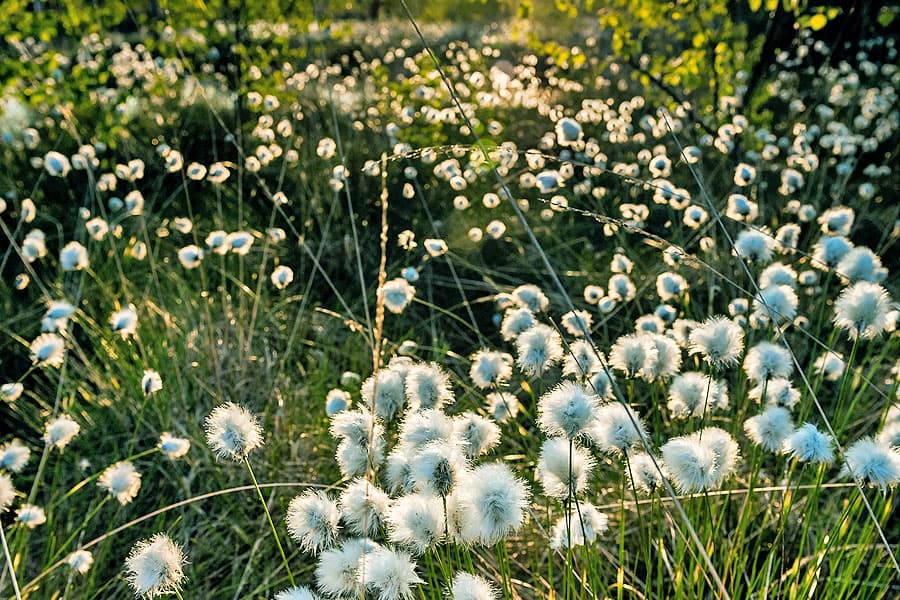 im april und mai blüht das wollgras im pietzmoor schneverdingen lüneburger heide