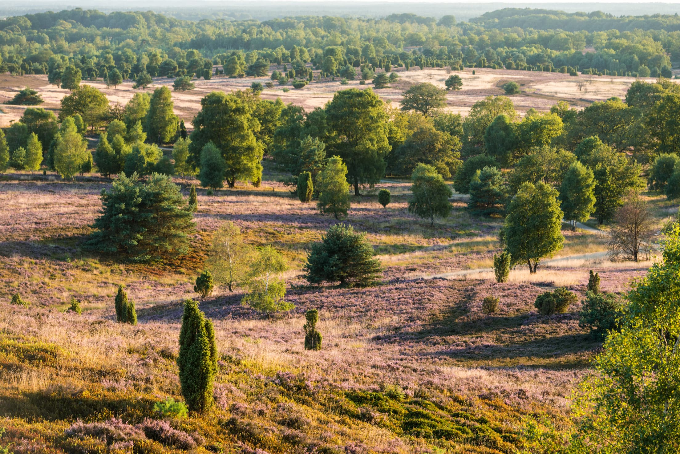 Naturschutzgebiet Lüneburger Heide heidefläche