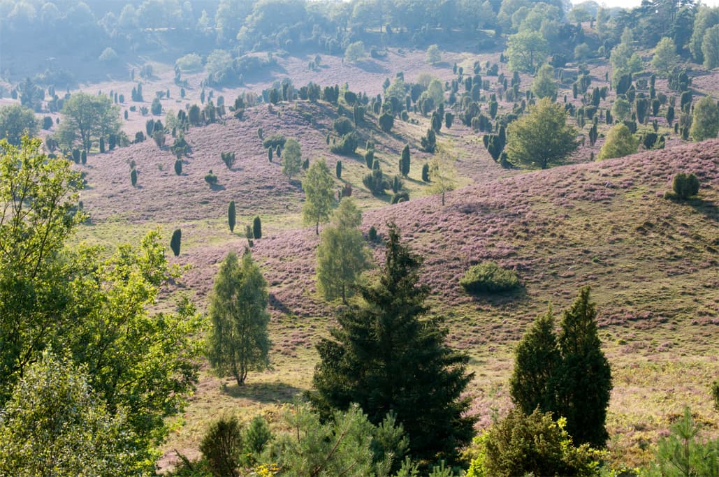 Blick auf den Totengrund Lüneburger Heide am Wanderweg Heidschnuckenweg