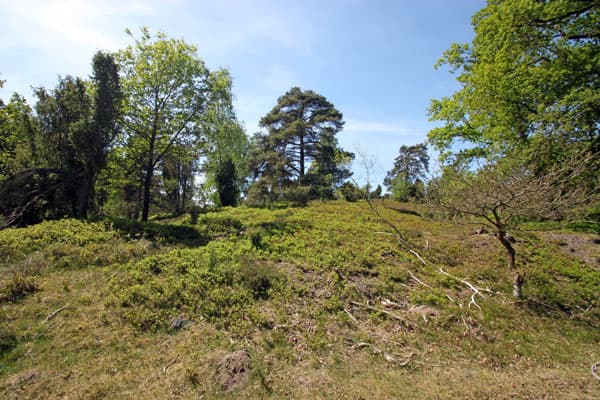 Wilseder Berg lueneburger heide