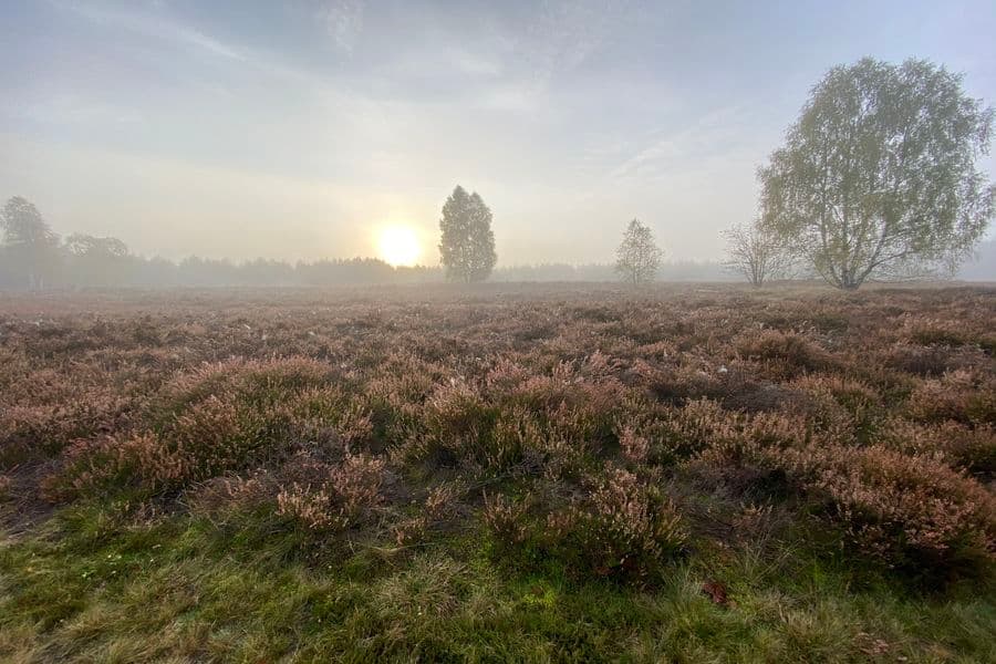 Heidefläche Angelbecksteich barrierefreier Rundwanderweg HerbstHeath area Angelbecksteich barrier-free circular hiking trail AutumnHedeområde Angelbecksteich barrierefri rundvandresti EfterårHeidegebied Angelbecksteich barrièrevrije rondwandeling Herfst