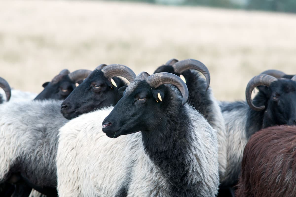 Heidschnucken sind die Wappentiere der Lüneburger Heide