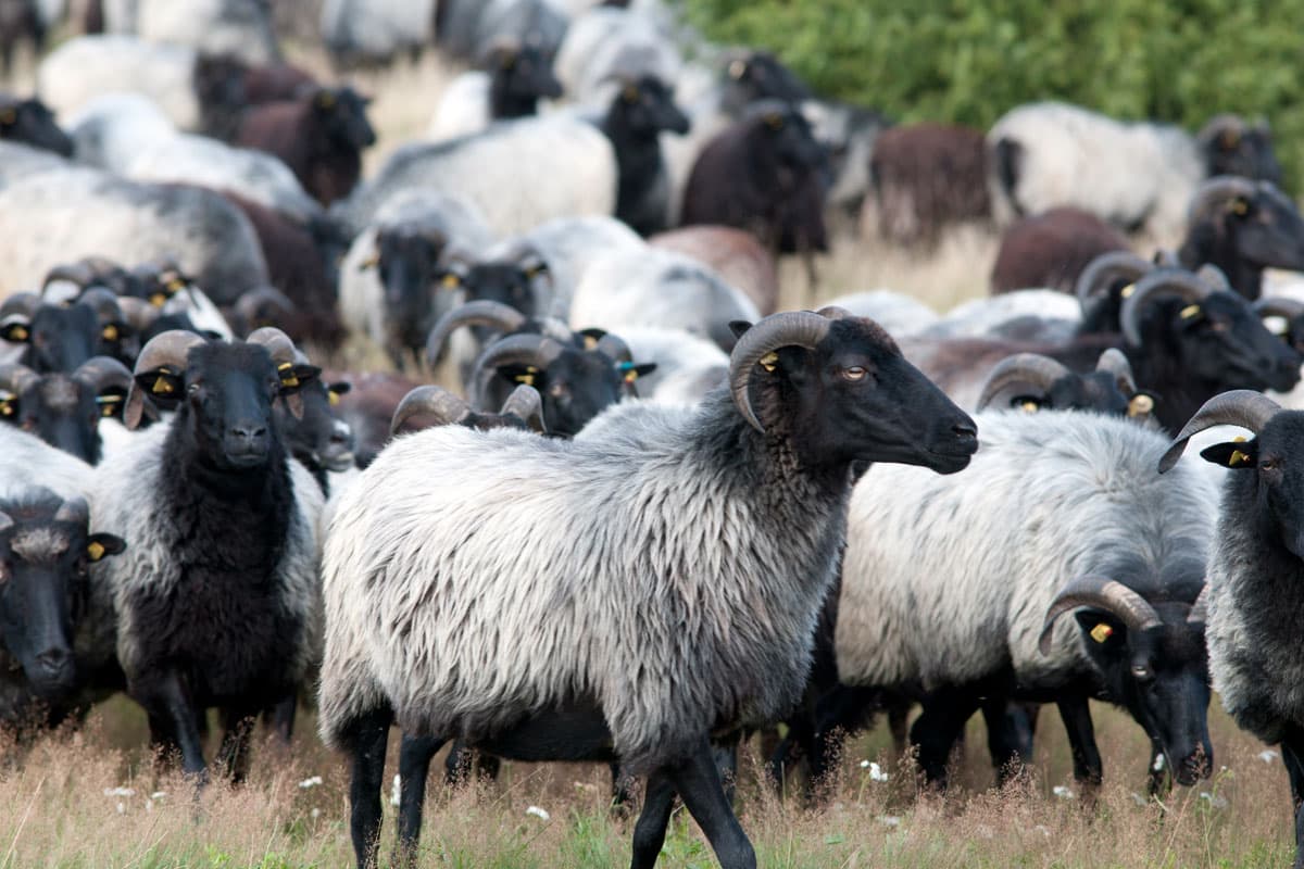 Heidschnuckenherde in der Lüneburger Heide