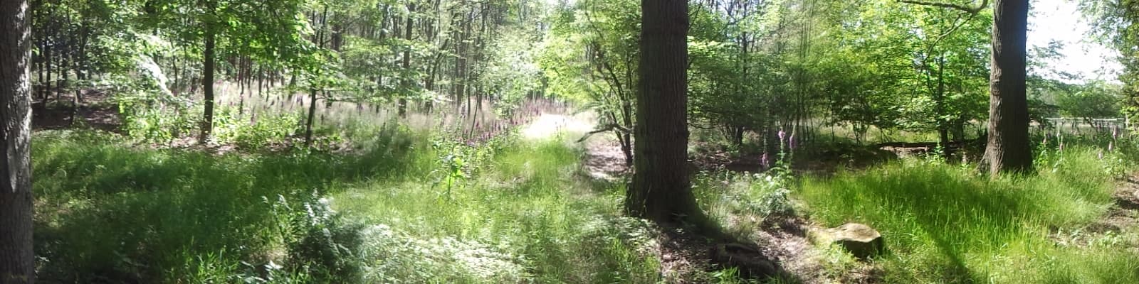 Frühlingswandern von Niederhaverbeck nach Wilsede Bericht