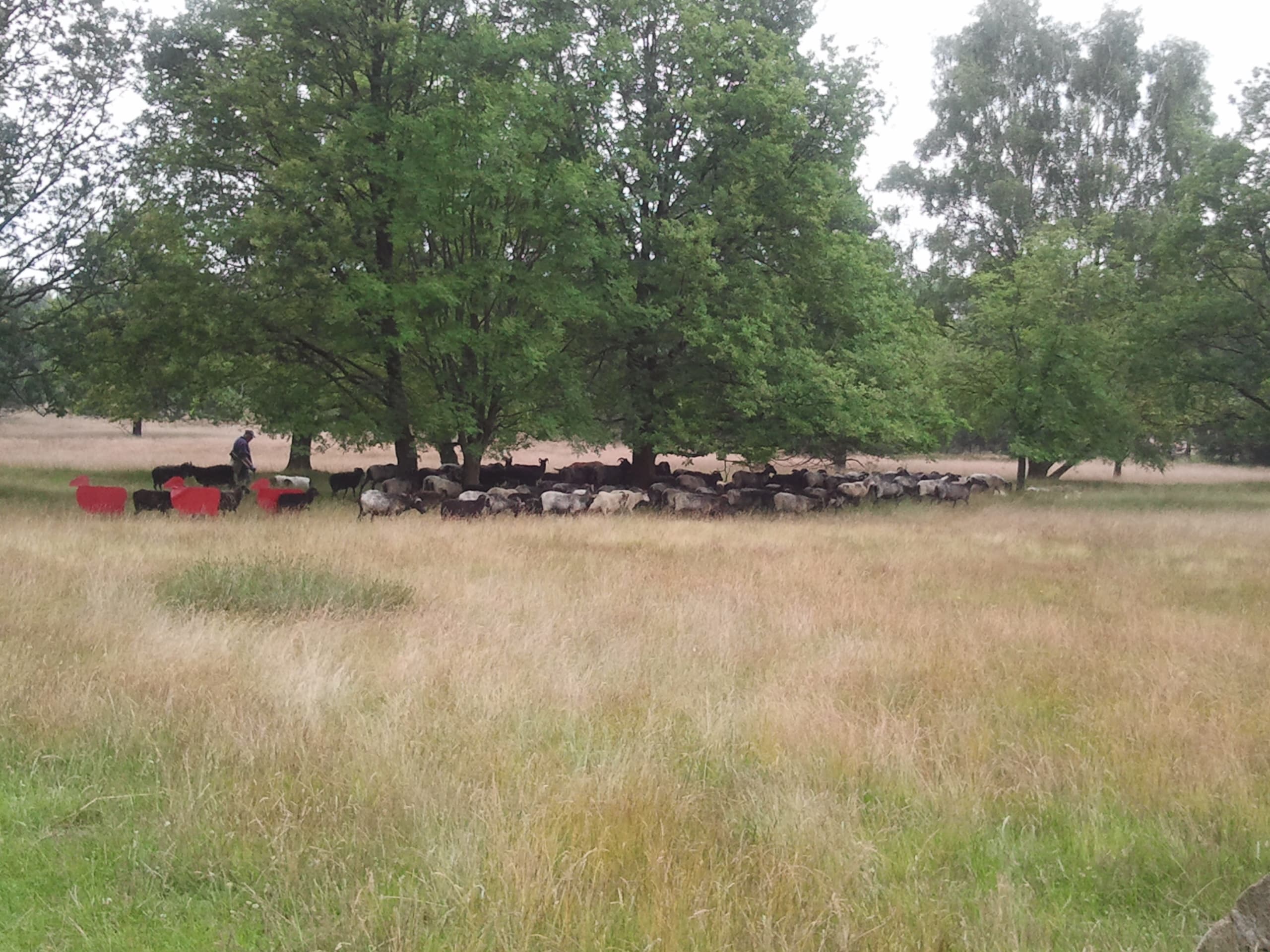 Schneverdingen Austrieb