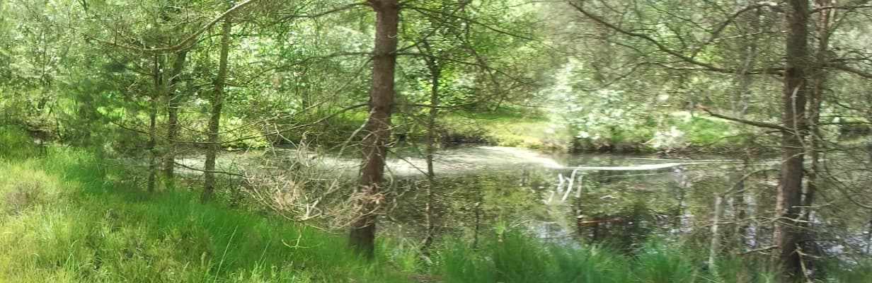 Schneverdingen Moor Landschaft