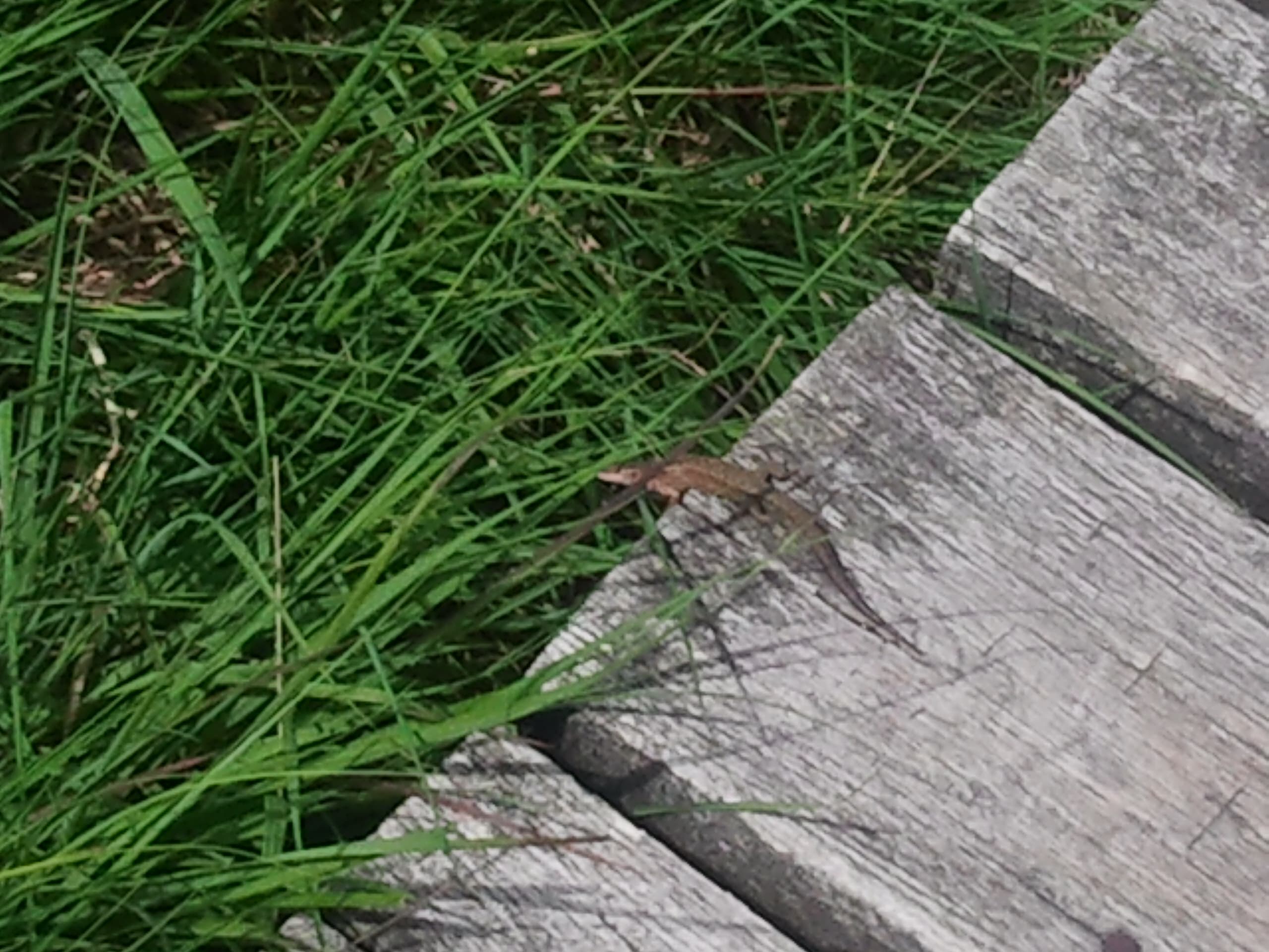 Schneverdingen Pietzmoor Bohle