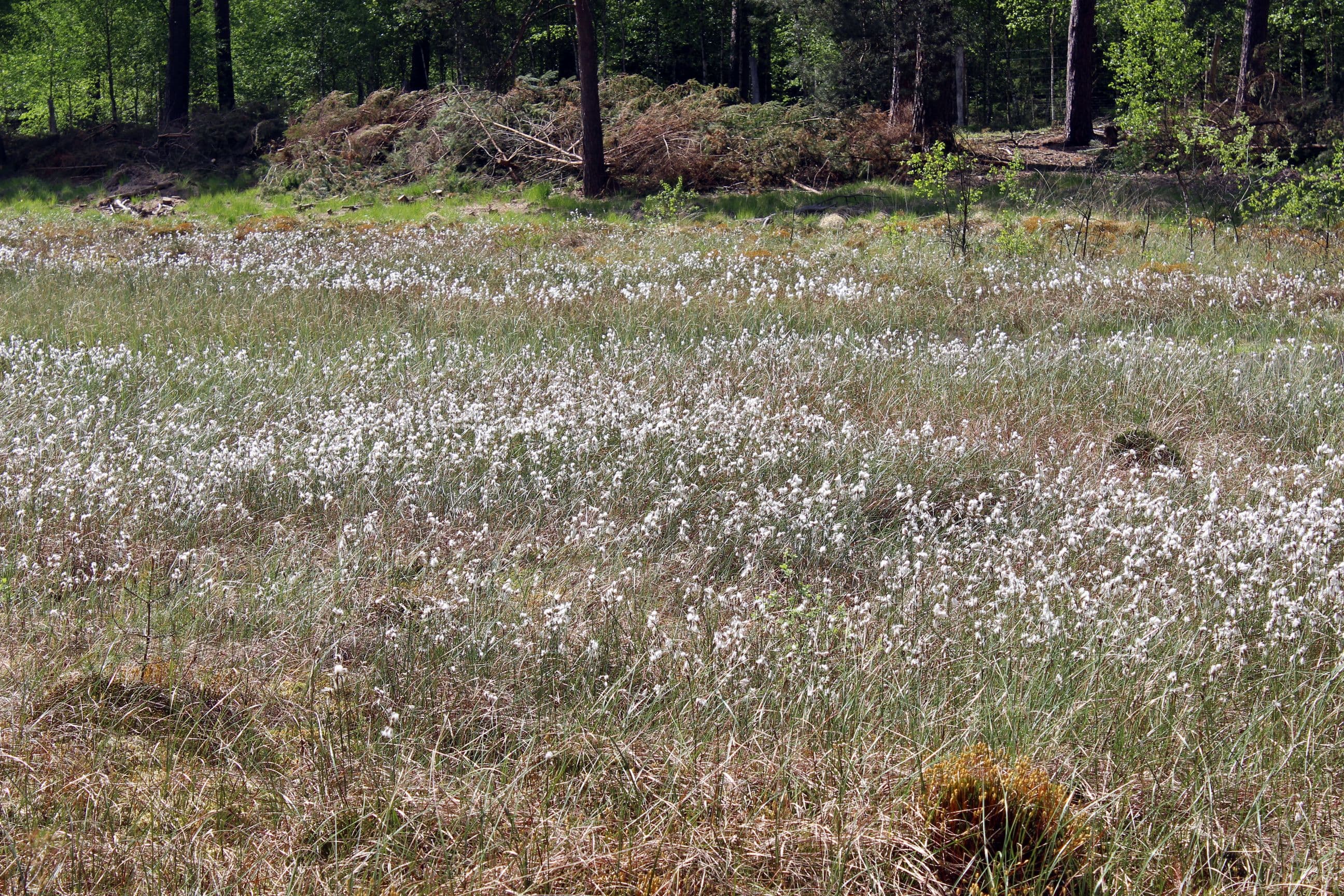 Wollgras im Ahrbecktal bei Unterlüß in der Lüneburger Heide