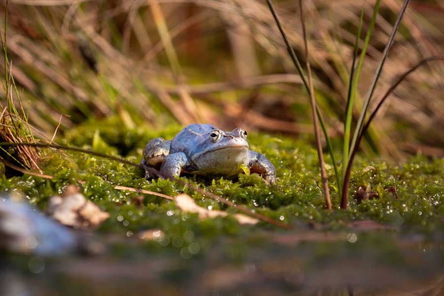 Paarungszeit Moorfrosch im Pietzmoor im Frühling in der Lüneburger Heide