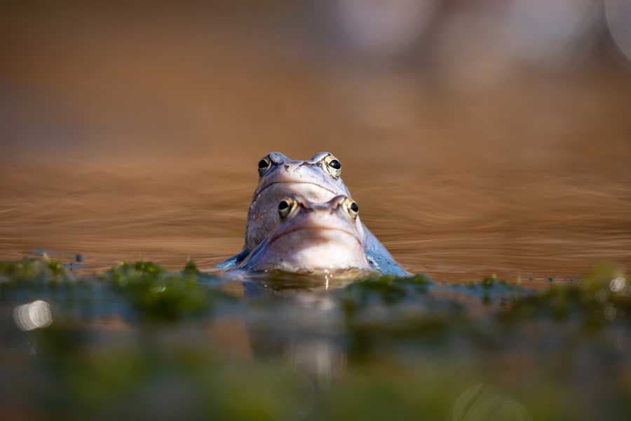 Lüneburger Heide Moor Frosch im Pietzmoor im Frühling