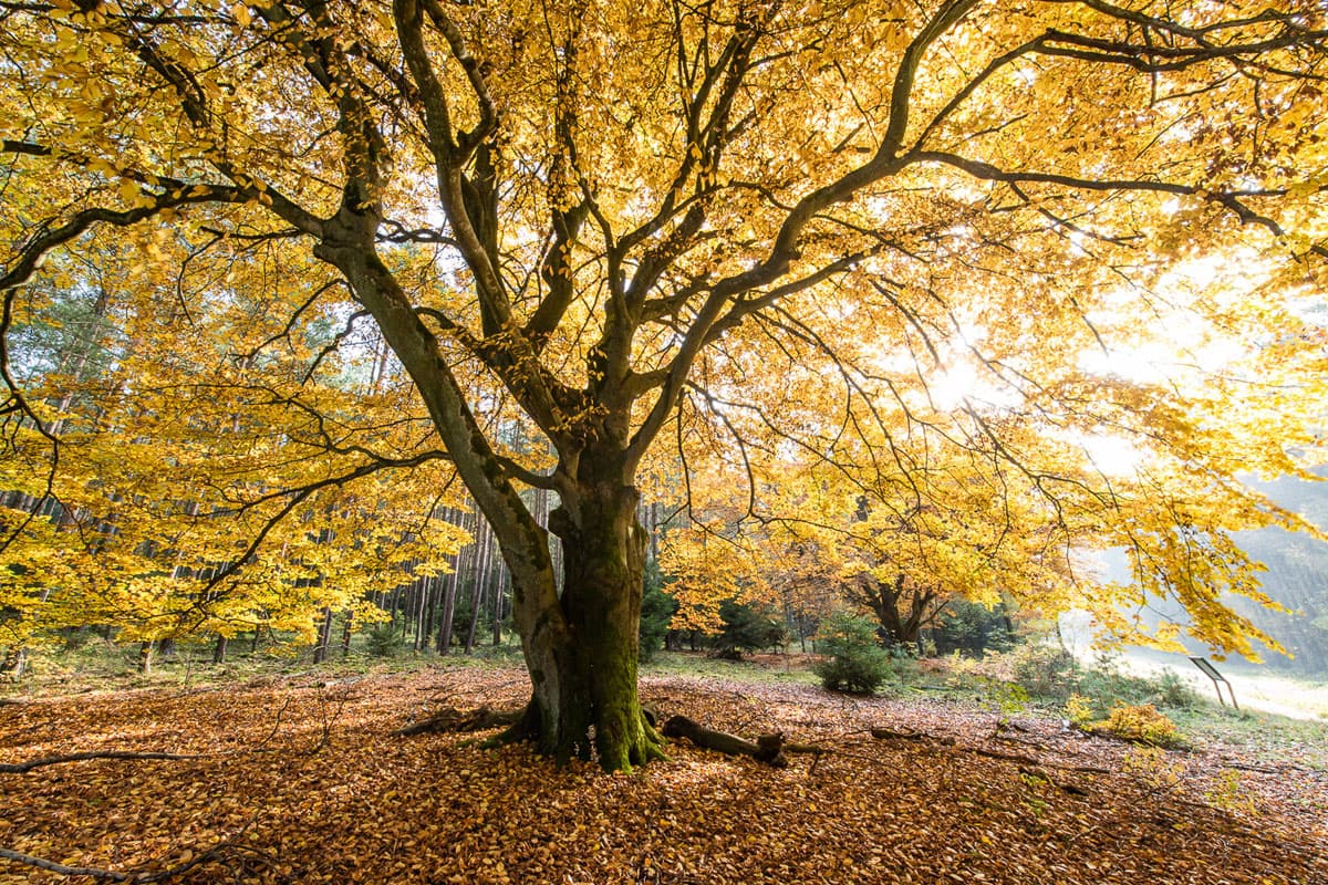 Herbst Urlaub in der Lüneburger Heide