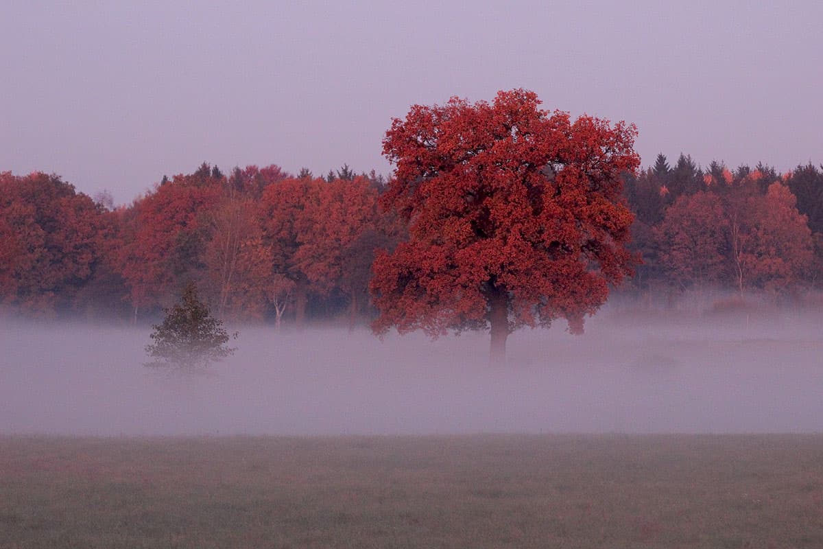 Herbst Urlaub in Deutschland Lüneburger Heide Nebel